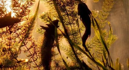 Los sitios de México en los que podrás celebrar el Día Nacional del Ajolote