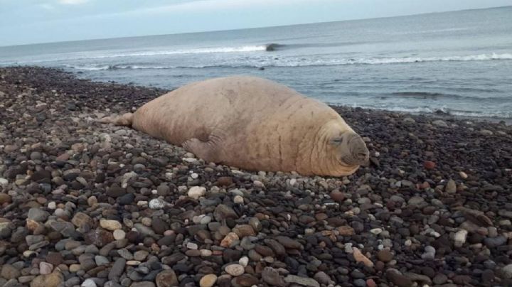 Elefante marino pasea por las playas de Nayarit y cautiva a los viajeros a descansar en la arena