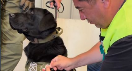 Perro policial es premiado tras ayudar en incendios del Biobío