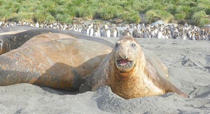 PROFEPA da a conocer el estado de salud del elefante marino en las playas de Nayarit: VIDEO