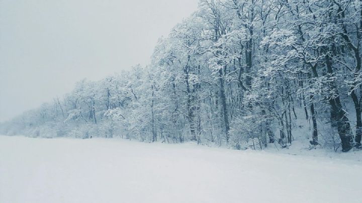 Este es el llamado sendero de Los Osos que dejaron ver las nevadas en Chihuahua