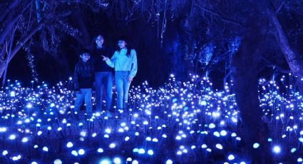 Las mejores EXPOSICIONES para visitar en la CDMX este enero