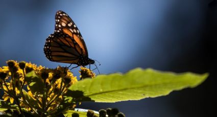 ¿Cuáles son las recomendaciones para visitar los santuarios de la Mariposa Monarca en el Edomex?
