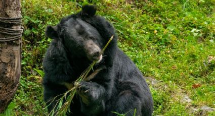 ¡Heróico! Así fue el rescate del oso negro que conmovió a Monterrey