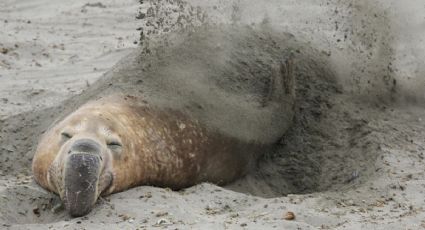 Este es el estado de salud del elefante marino hallado en Nayarit, según PROFEPA