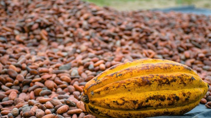 La Ruta del Chocolate en Tabasco: los lugares que no puedes perderte