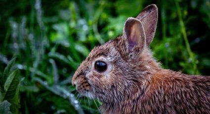 Conejo Omiltemi, la especie endémica de Guerrero que se creía extinta y reapareció en México
