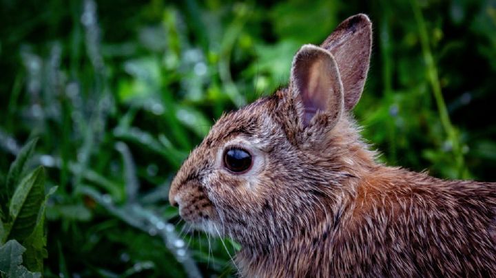 Conejo Omiltemi, la especie endémica de Guerrero que se creía extinta y reapareció en México