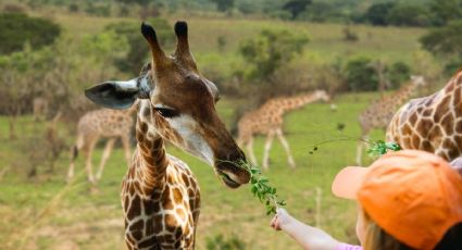 El parque temático más grande de México para ver 700 animales en libertad