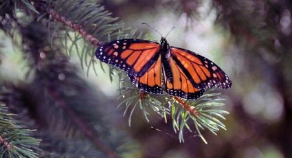 ¿Cuánto cuesta visitar las mariposas Monarca en 2026 y qué actividades puedes realizar?