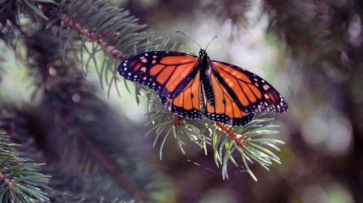 ¿Cuánto cuesta visitar las mariposas Monarca en 2026 y qué actividades puedes realizar?