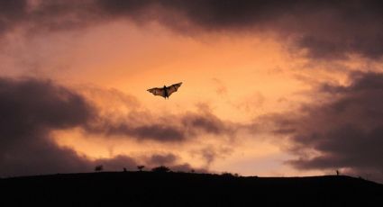 Así será la primera Noche de Murciélagos en Xochimilco: Fechas, horario y costo