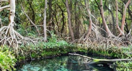 El santuario natural en campeche con humedales y fauna silvestre para visitar el fin de semana