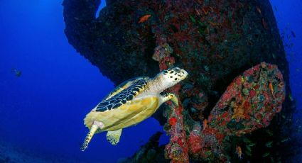 Sheinbaum inaugura en Pueblo Mágico de Sonora Museo Subacuático con el hundimiento de buque