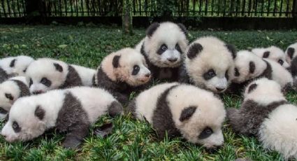 Pandas bebé posan junto a sus cuidadores en su primer día en el centro de conservación