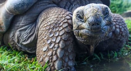 Tortuguita escapa de incendio en su casita en el Sur de California y es captada en video