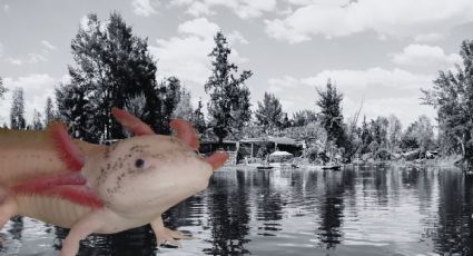 Datos curiosos del ajolote, una de las especies más emblemáticas de México