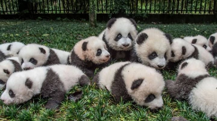 Pandas bebé posan junto a sus cuidadores en su primer día en el centro de conservación