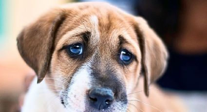 Así fue la feria donde perritos peregrinos de la Basílica encontraron una nueva oportunidad