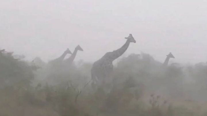 Así enfrentaron una intensa tormenta las jirafas en Maasai Mara