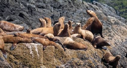 Lobos marinos sorprenden a turistas al descansar libremente en playas de Baja California Sur