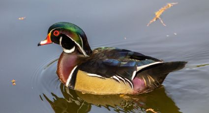 Un visitante inesperado: avistan un Pato Arcoíris en los lagos del Bosque de Chapultepec