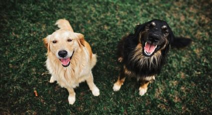 Puebla creará un espacio para proteger y cuidar a diversas especies animales: VIDEO