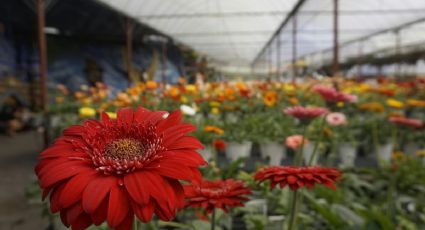14 de febrero: Los mercados de flores de la CDMX para encontrar el ramo ideal
