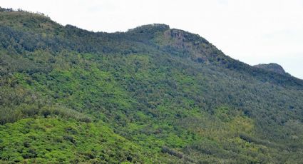 ¿Te atreves a subir? Conoce el cerro  en Veracruz a más de 3,000 metros a nivel del mar