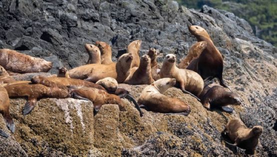 Lobos marinos sorprenden a turistas al descansar libremente en playas de Baja California Sur