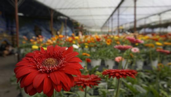 14 de febrero: Los mercados de flores de la CDMX para encontrar el ramo ideal
