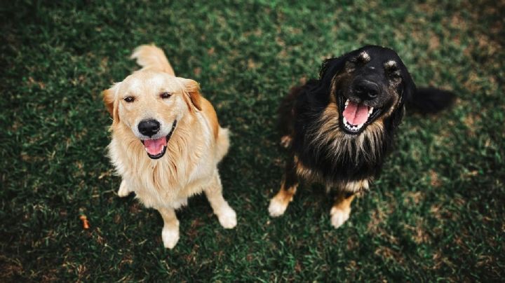 Puebla creará un espacio para proteger y cuidar a diversas especies animales: VIDEO