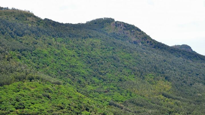 ¿Te atreves a subir? Conoce el cerro  en Veracruz a más de 3,000 metros a nivel del mar