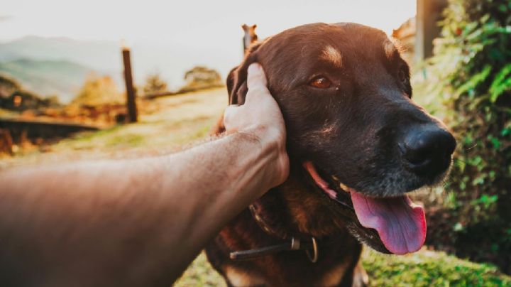Bomberos salvan a perritos de un incendio en la CDMX