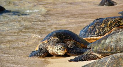 La tortuga laúd, en peligro de extinción regresa a playas de México y emociona con su historia
