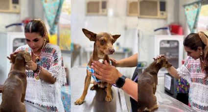 Canelo: el perrito que perdió a su familia en un incendio en Guerrero y conmovió a miles