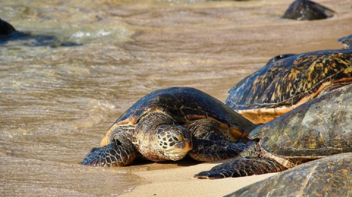 La tortuga laúd, en peligro de extinción regresa a playas de México y emociona con su historia