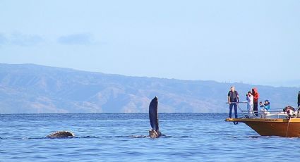 Día Mundial de las Ballenas: Los destinos de México donde puedes convivir con estos gigantes
