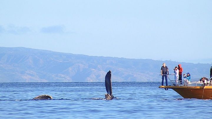 Día Mundial de las Ballenas: Los destinos de México donde puedes convivir con estos gigantes