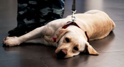 ¡No están solos! Trabajador de aeropuerto se hace viral cuidando a mascotas en zona de carga