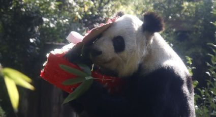 Panda Xin Xin celebró San Valentín con un regalo especial y el cariño diario de sus cuidadores