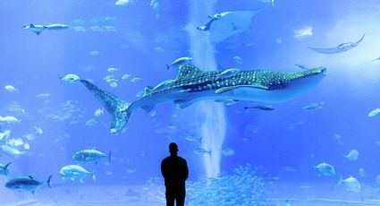 Avistan tiburón ballena en el Golfo de California y el momento sorprende a visitantes