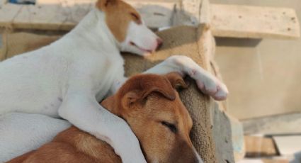 Video viral muestra perrito durmiendo sobre su hermano durante un viaje en coche