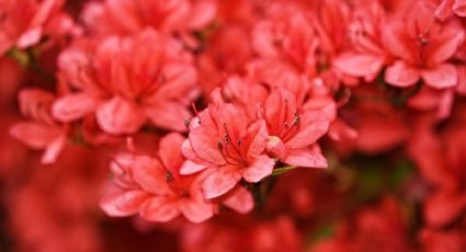 Feria de las Flores 2026 llegará a Puebla para sorprender a los viajeros entre colores y aromas