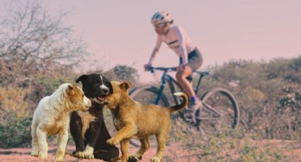 Salió a rodar por carretera y regresó con una familia de seis nuevos compañeros