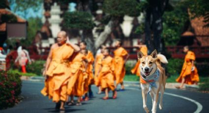 El perrito que caminó más de 3,700 kilómetros por la paz y conquistó corazones en su recorrido
