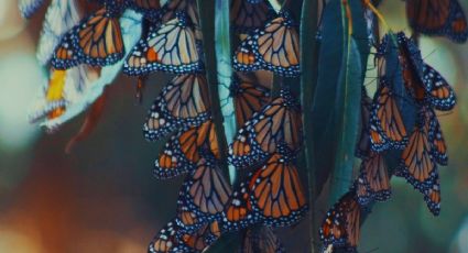 Paseos Culturales INAH te lleva a conocer el épico viaje de las Mariposas Monarca: Fecha y precio