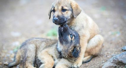 Perritos Peregrinos buscan un hogar: CDMX celebra su Adoptatón en la Estela de Luz