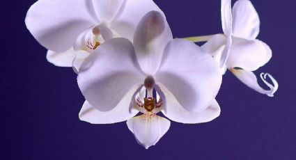 Festival de la Orquídea 2026: Así puedes disfrutarlo en un bello Pueblo Mágico en estas FECHAS