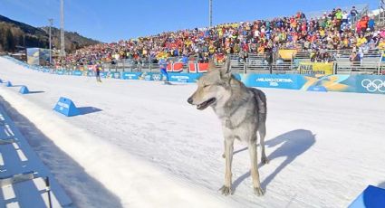 Nazgul la perra lobo checoslovaca que se robó la escena en carrera olímpica y conquista corazones